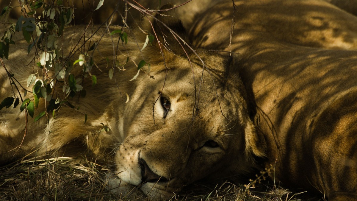 Kenya Safari Does Insurance Cover Me: 7 Checks -- Photo by Philipp Schwarz on Pexels