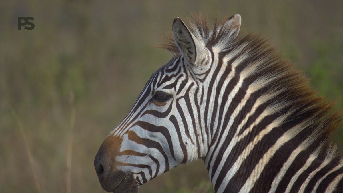 Kenya Safari Does Insurance Cover Me: 7 Checks - photo 2