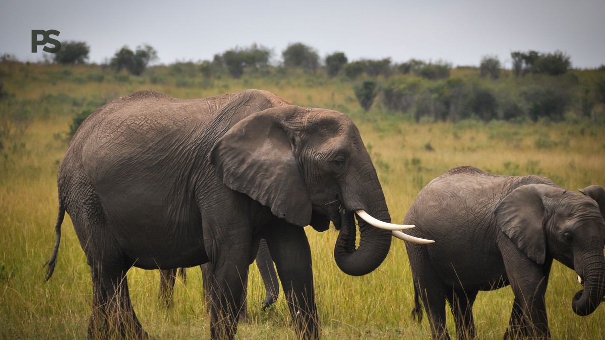 Italian-Speaking Kenya Safari Guides: Costs and Tips - photo 2