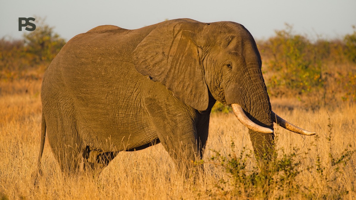 Plan a 7-Day Kenya Safari With a Mandarin-Speaking Guide - photo 1