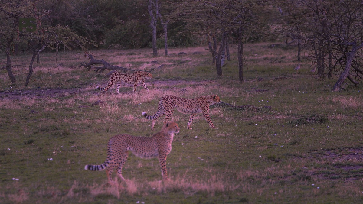 Kenya Safari Itinerary Telugu Speakers: Costs, Parks, Food - photo 2