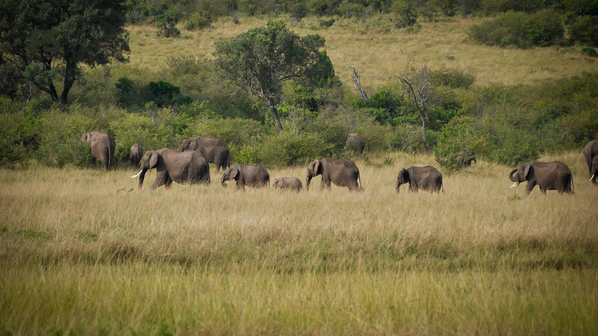 Kenya Safari Itinerary for Vietnamese Speakers