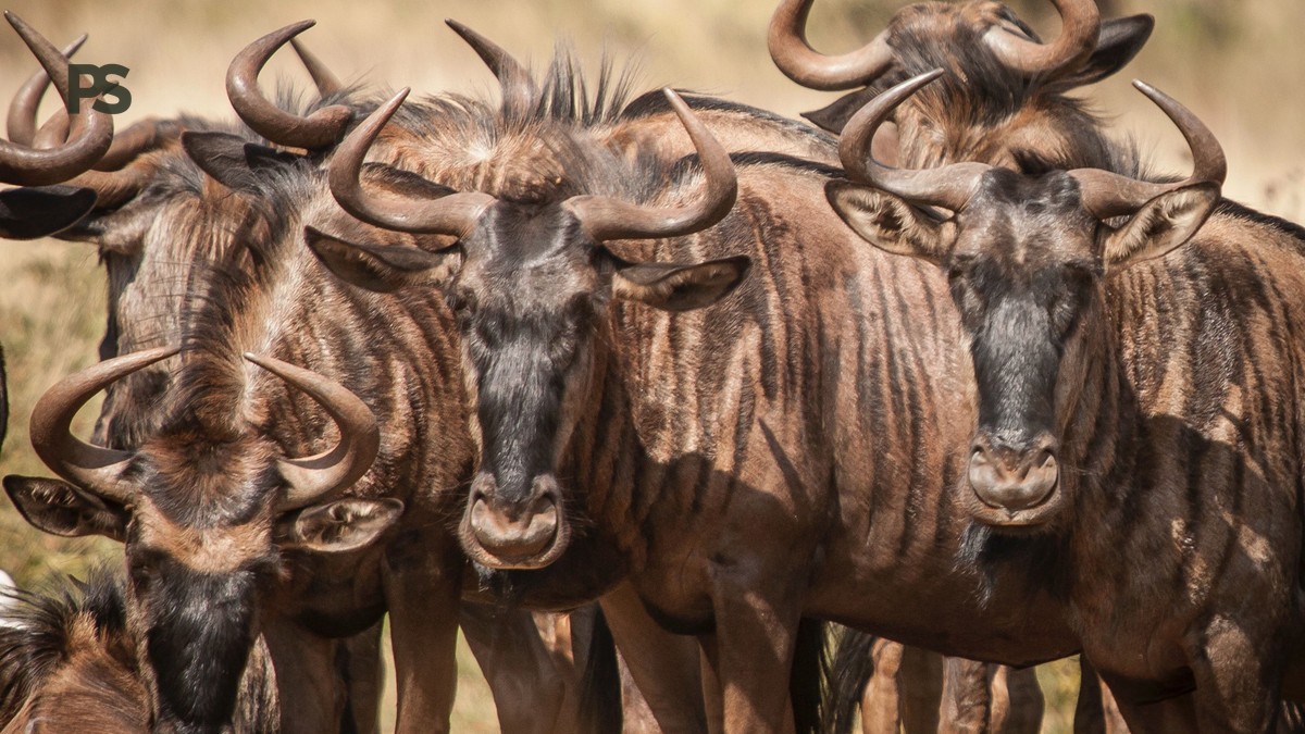 Kenya Safari Itinerary for Vietnamese Speakers | Plain Safaris - photo 2