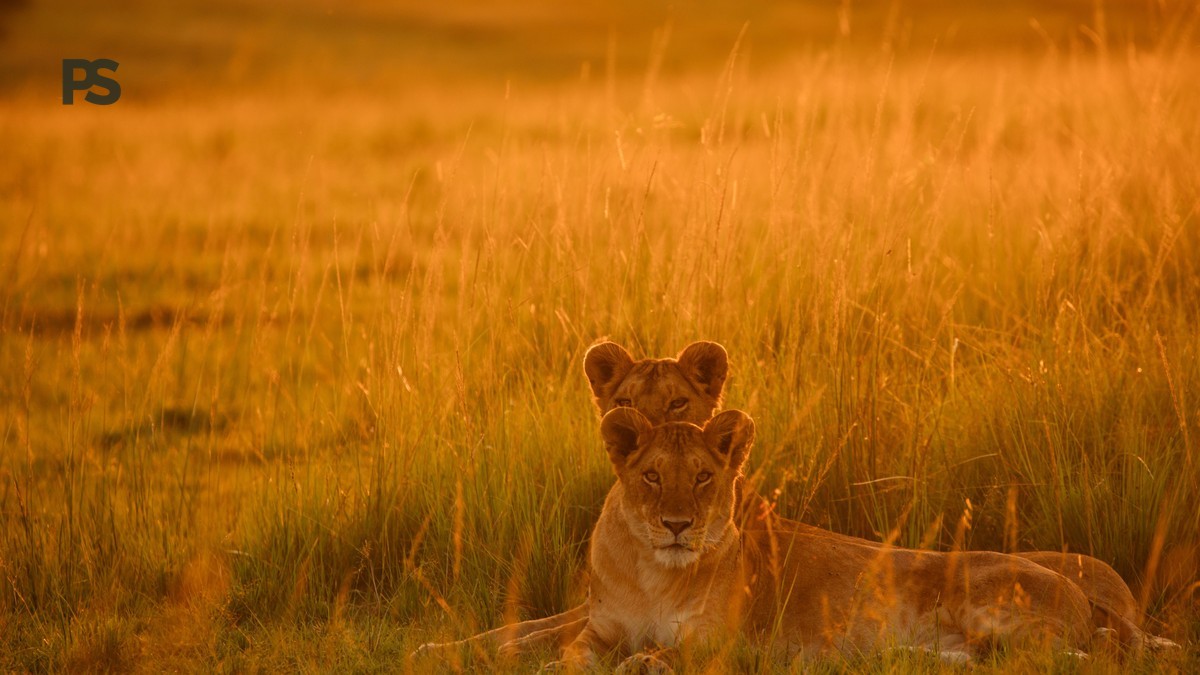 Kenya Safari in July: Peak Season Wildlife Guide