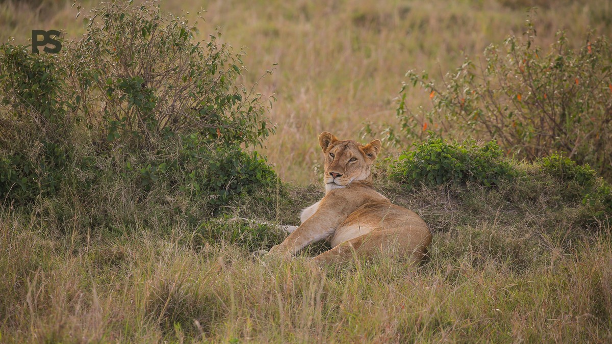Planning a Korean-Friendly Kenya Safari: Costs and Parks -- Photo by Twilight Kenya on Pexels
