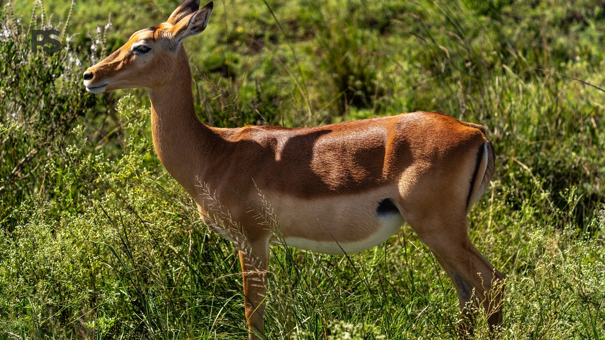Planning a Korean-Friendly Kenya Safari: Costs and Parks - photo 2