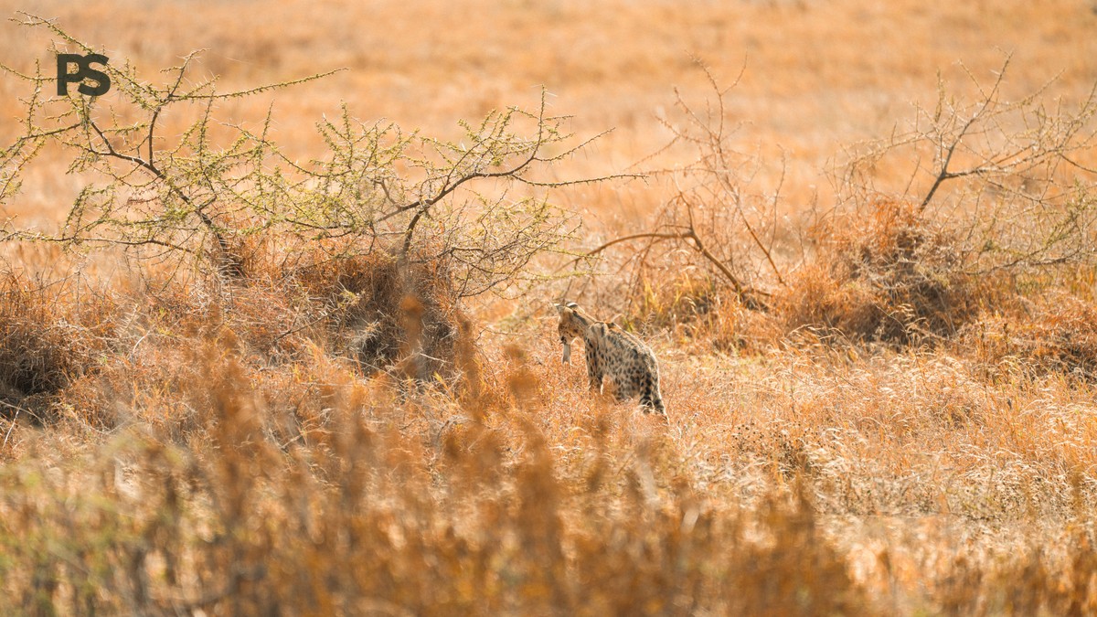 kenya safari malayalam speakers guide: 8-Day Plan - photo 1