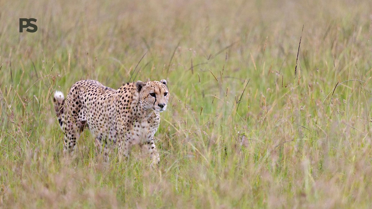 10 Kenya Safari Operator Scam Warning Signs (2026) - photo 2