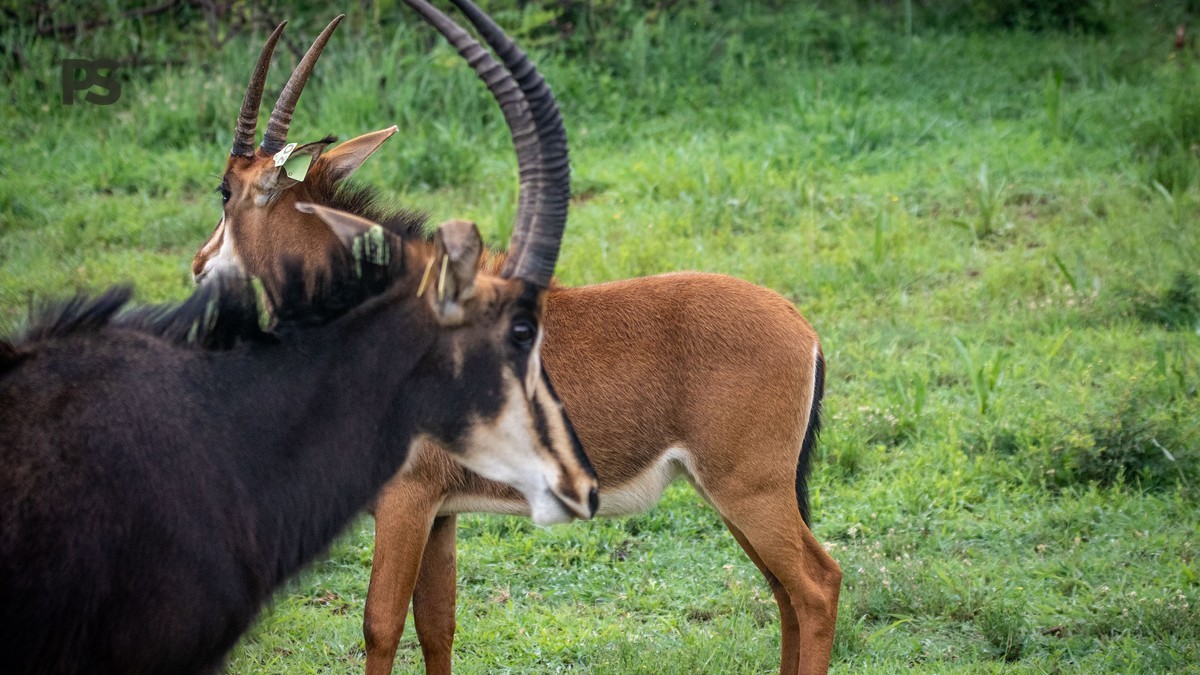 kenya safari packing guide portuguese speakers: 15kg list -- Photo by Magda Ehlers on Pexels