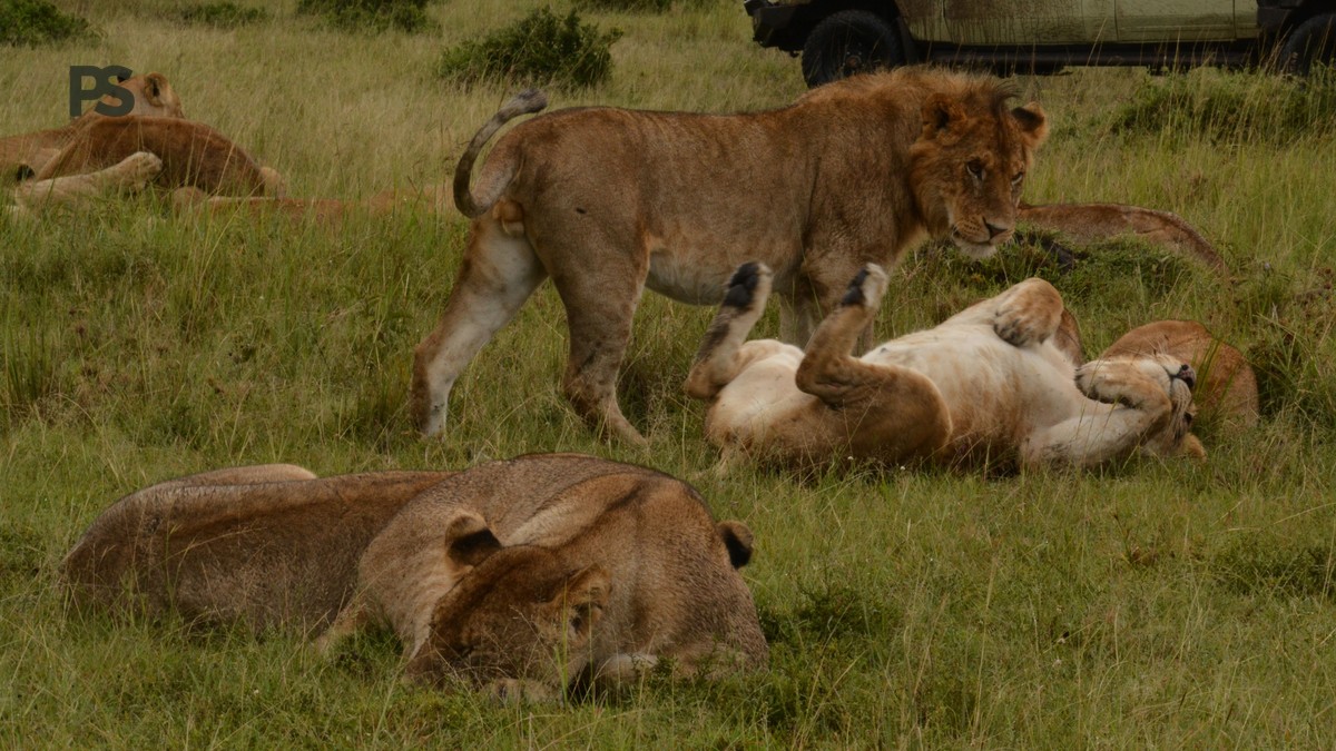 Kenya Safari Parks for Families: 6 Best Picks - photo 2