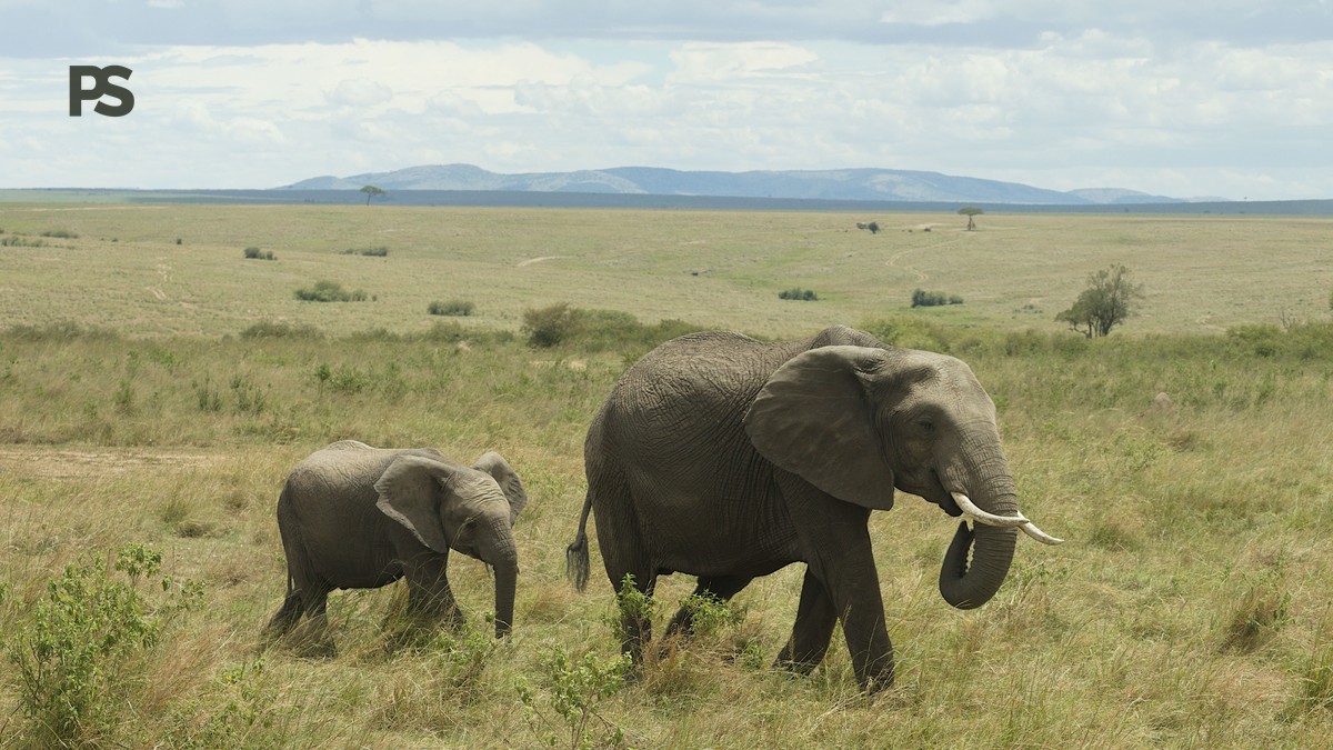 Kenya Safari Planning Guide for Tamil Speakers (2026) - photo 2