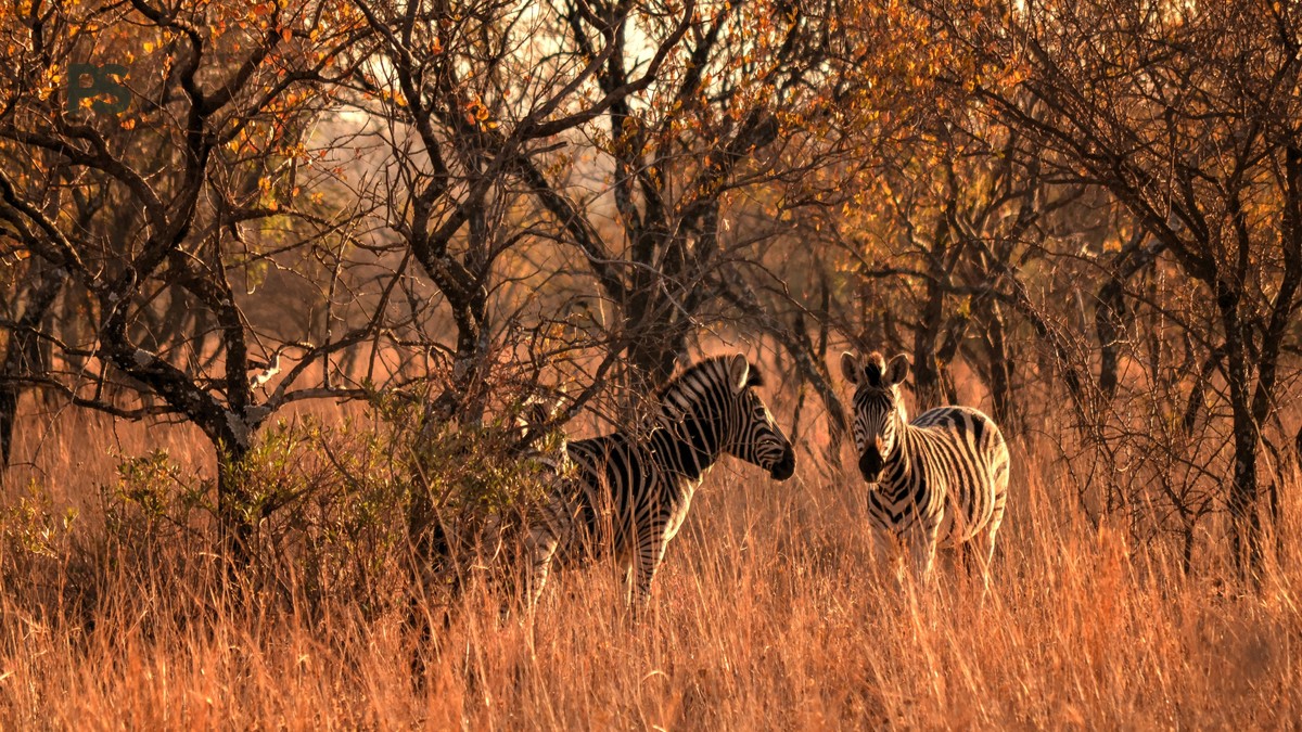 Kenya Safari Price by Season: When Your Money Goes Furthest - photo 1