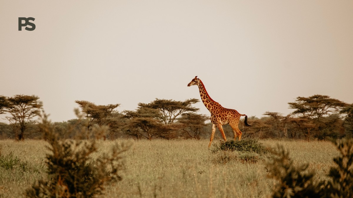 Kenya Safari Quiet Season Itinerary: 7 Days - photo 1