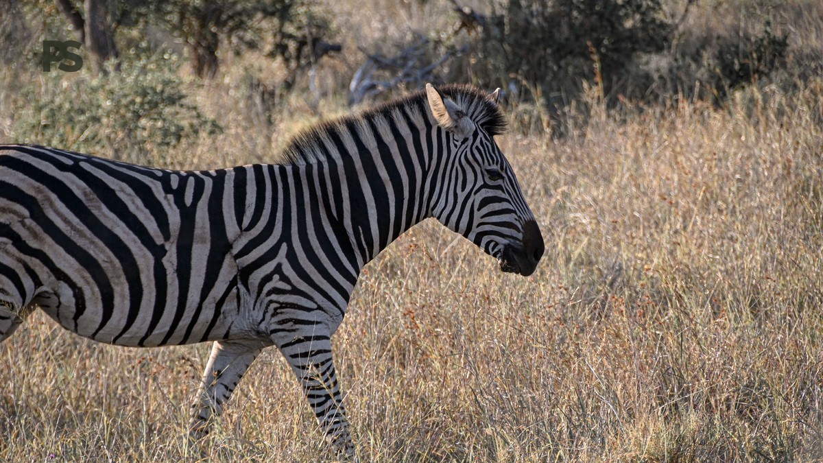 Kenya Safari Shared Versus Private: 5 Cost Facts -- Photo by Corné Nel on Pexels