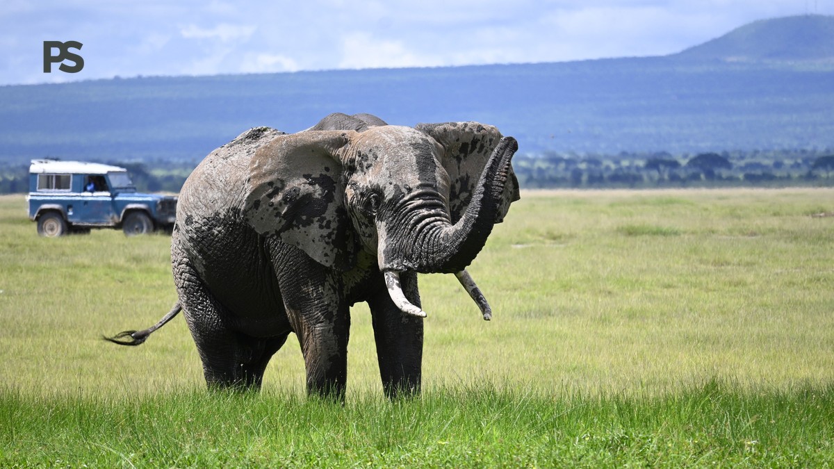 Kenya Safari Shared Versus Private: 5 Cost Facts - photo 2