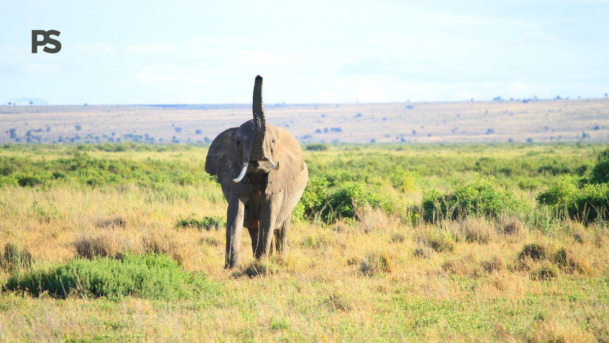 Kenya Safari Shoulder Season Guide: Best Months - photo 2