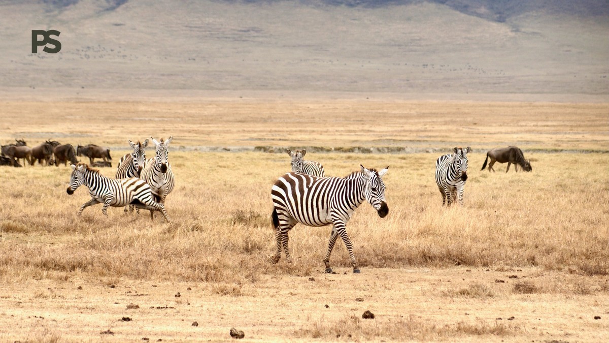 Kenya Safari Terminology Explained Clearly