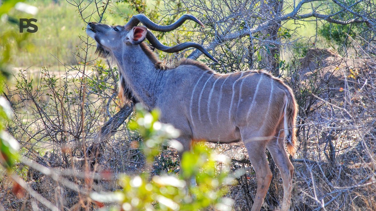 Kenya Safari Volunteer Wildlife Programs: 7 Options -- Photo by Philippe Alamazani on Pexels