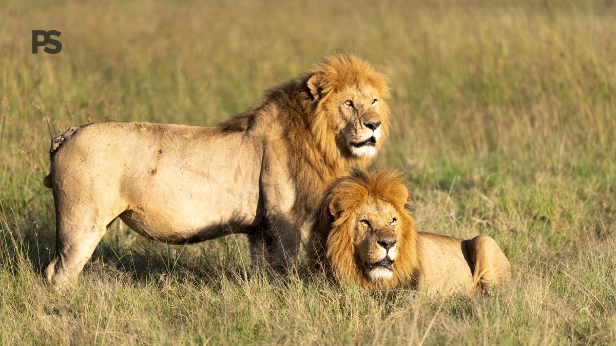 Kenya Safari Volunteer Wildlife Programs: 7 Options - photo 2