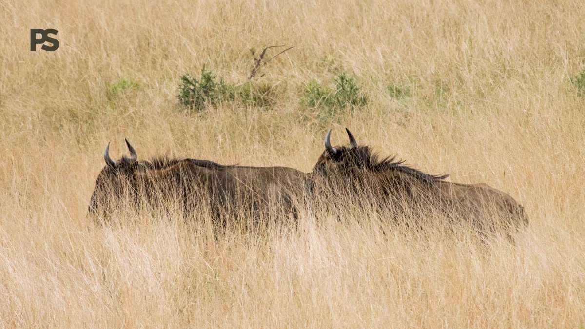 Kenya Wildebeest Migration Safari Cost: $3,200-$7,500 -- Photo by Charmain Jansen van Rensburg on Pexels