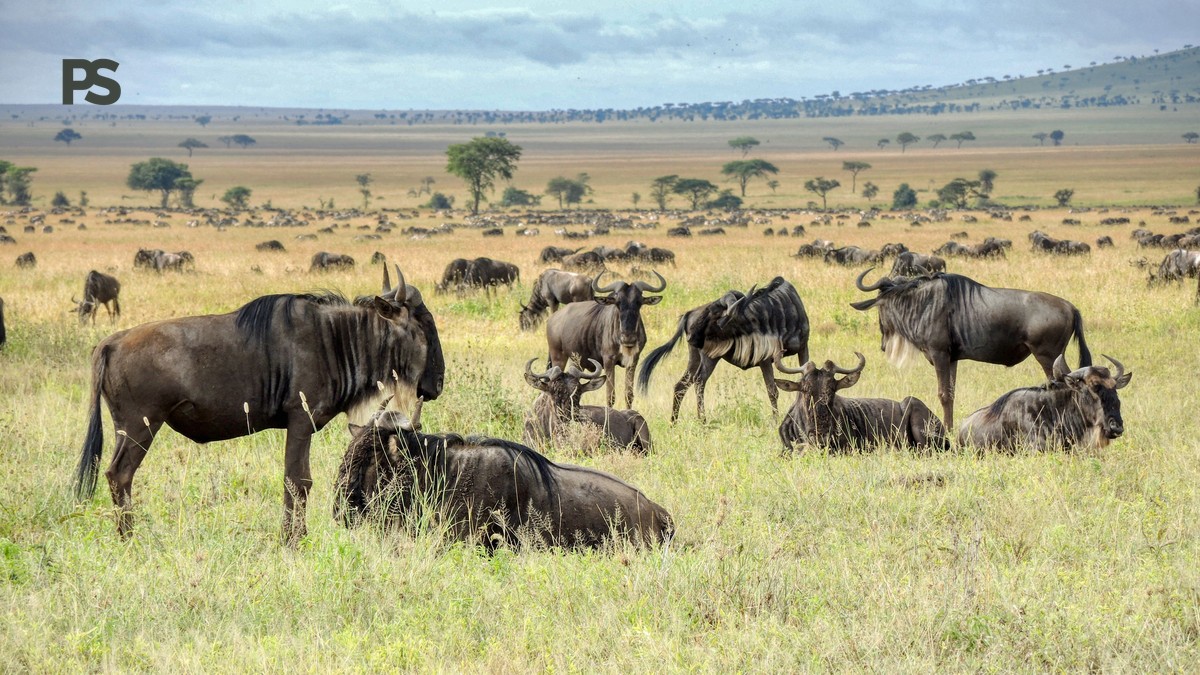 Kenya Wildebeest Migration Safari Cost: $3,200-$7,500 - photo 1