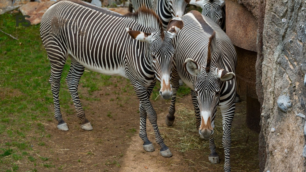 Laikipia to Samburu Transfer Time: Real Drive & Flight Data