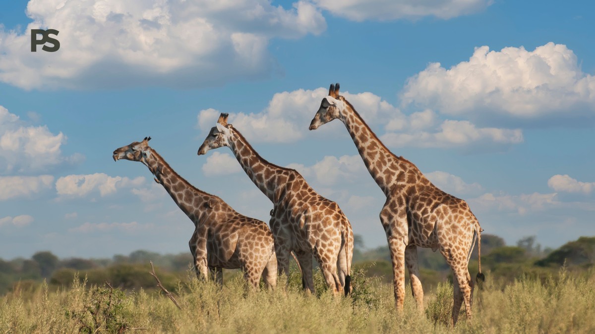 Laikipia to Samburu Transfer Time: Real Drive & Flight Data - photo 1