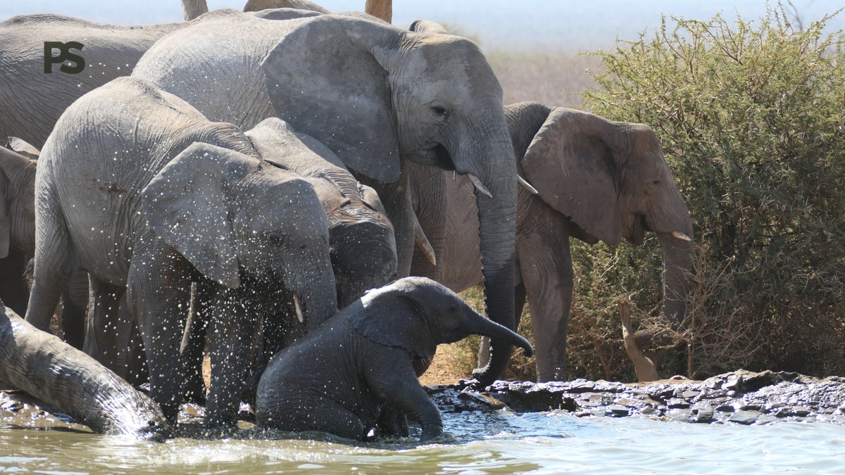 Laikipia to Samburu Transfer Time: Real Drive & Flight Data - photo 2