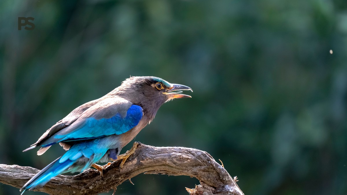 Lake Baringo Birding Boat Safari: Complete Guide - photo 1