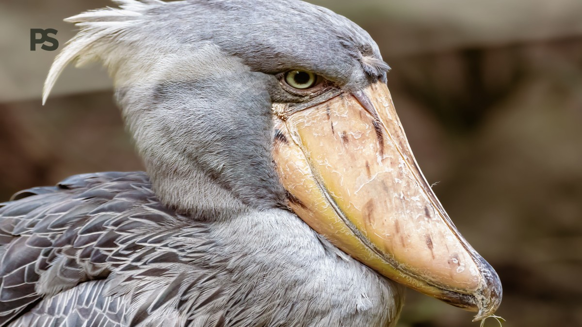 Lake Baringo Birding Boat Safari: Complete Guide - photo 2