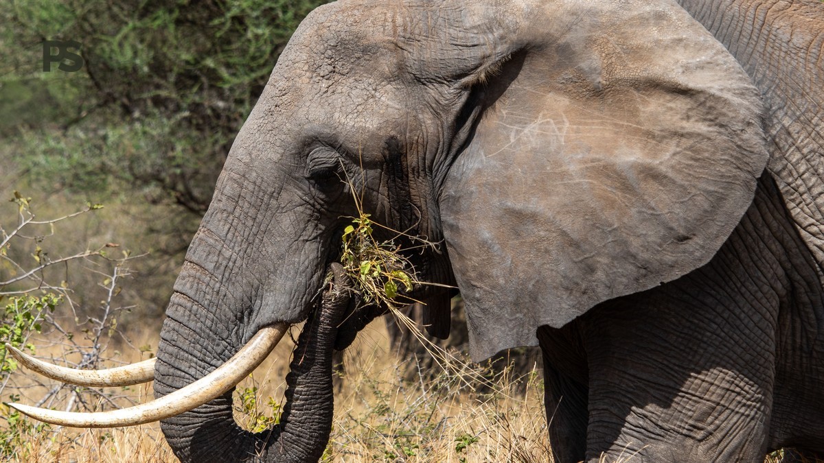Lake Baringo Boat Safari Swedish Speakers: Pricing & Tips