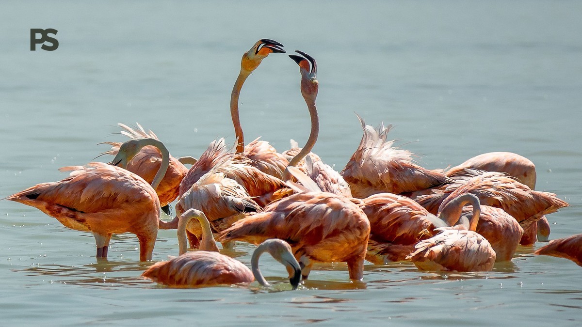 Lake Bogoria Flamingos Safari Kenya: A Rift Valley Add-On