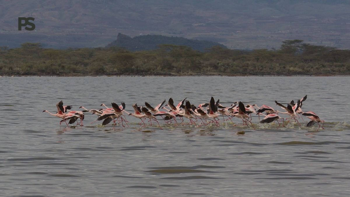 Lake Elementaita Flamingo Safari: What to Know in 2026
