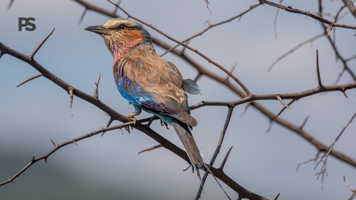 Lake Naivasha Birding Boat Safari: Full Guide - photo 1