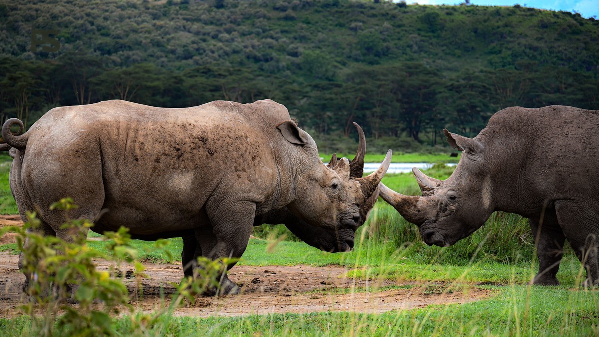 Meeting the Last Northern White Rhinos at Ol Pejeta
