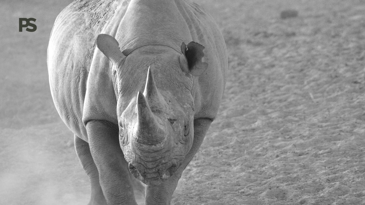 Meeting the Last Northern White Rhinos at Ol Pejeta - photo 1