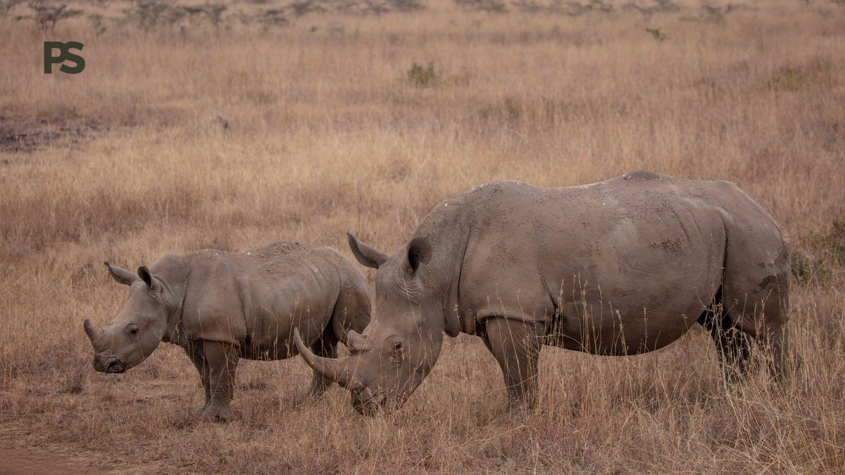 Meeting the Last Northern White Rhinos at Ol Pejeta - photo 2