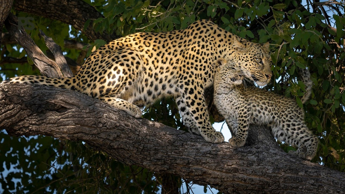 Leopard Cub Sightings Season German Speakers Need