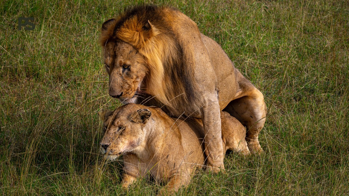 Lion King Real Life Locations Portuguese Speakers