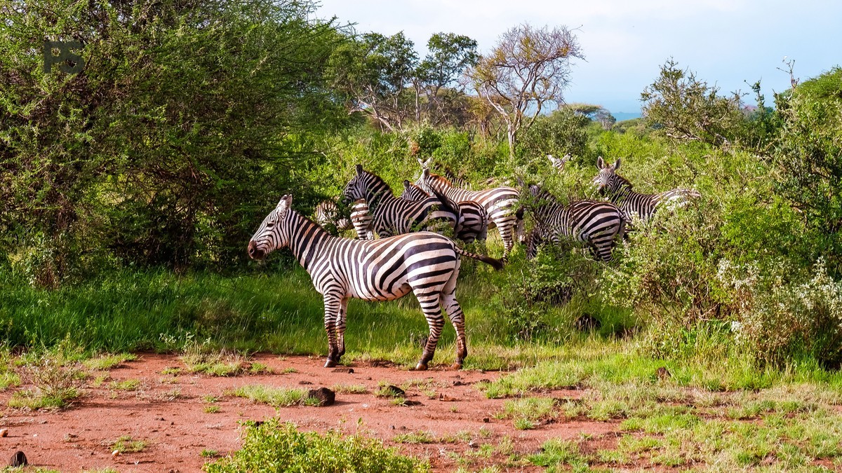 Malaria Tablets for Kids on a Kenya Safari: A Guide