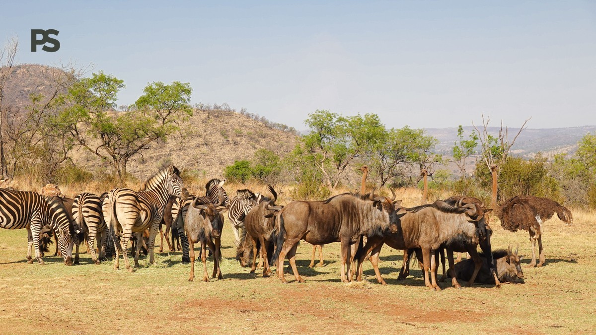 Mara Migration Alternatives: Kenya's Best Wildlife