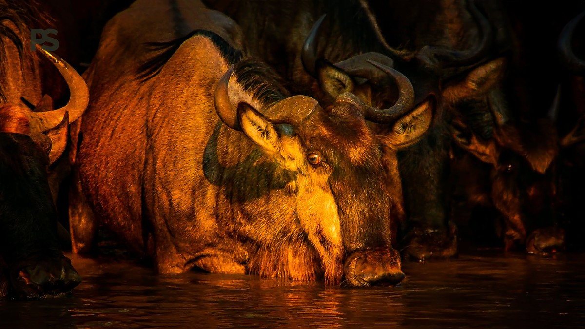 Mara Migration Alternatives: Kenya's Best Wildlife - photo 1
