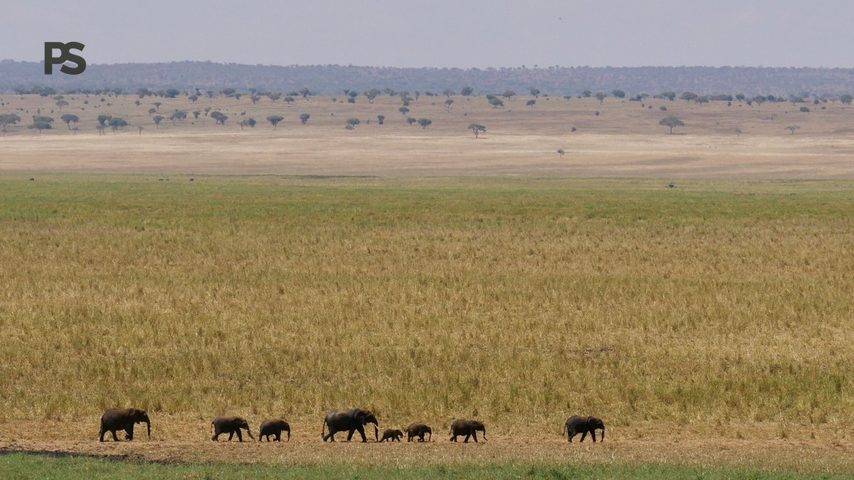 Mara Migration Alternatives: Kenya's Best Wildlife - photo 2