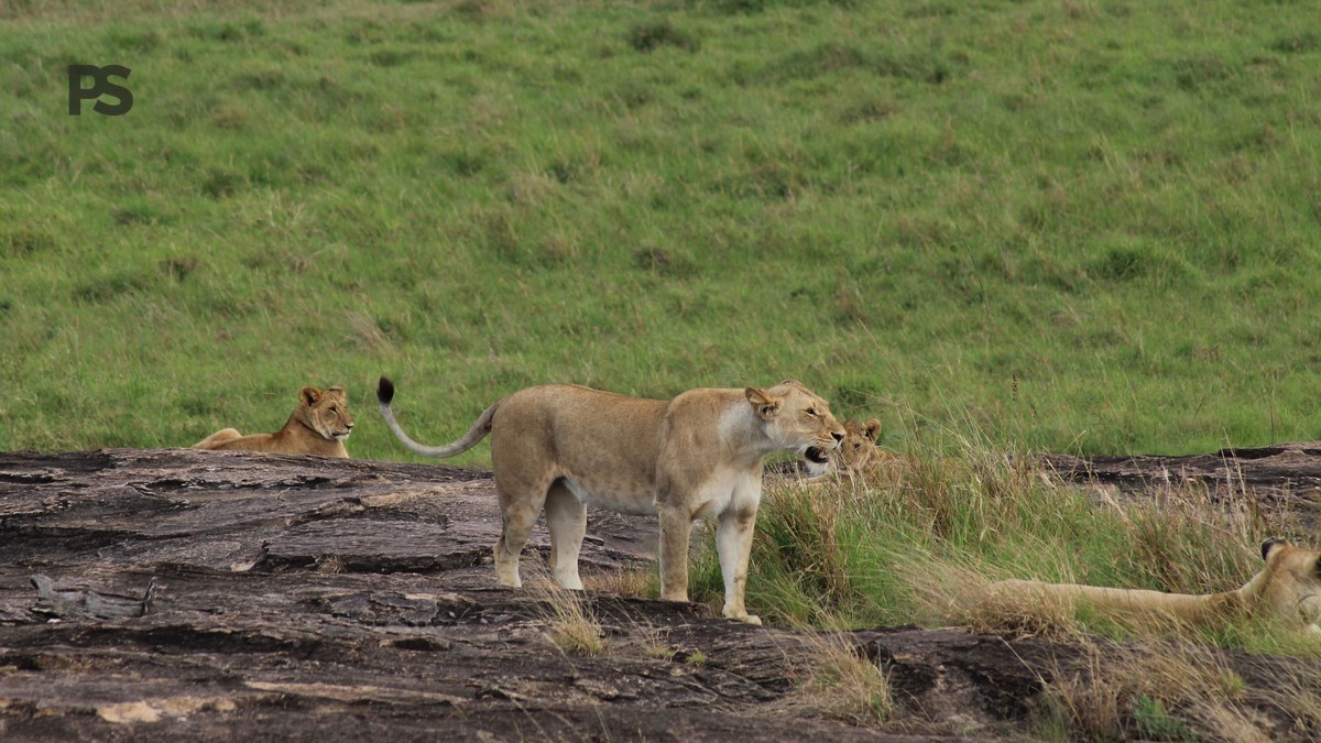 Masai Mara November Wildlife Guide: Best Sightings -- Photo by Ethan Ngure on Pexels