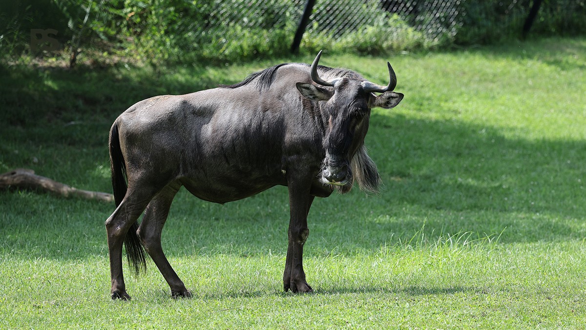 Masai Mara November Wildlife Guide: Best Sightings - photo 1