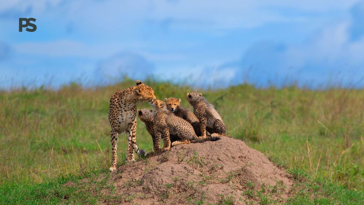 Masai Mara November Wildlife Guide: Best Sightings - photo 2
