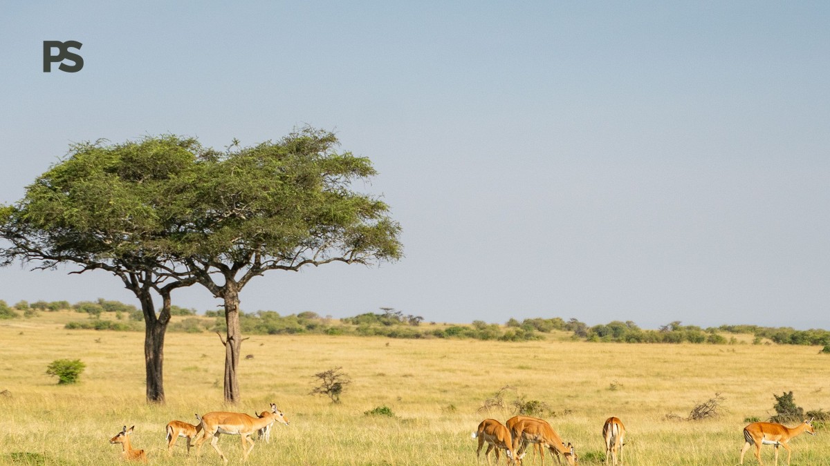 Mount Kenya vs Aberdare Comparison: Full Guide - photo 1