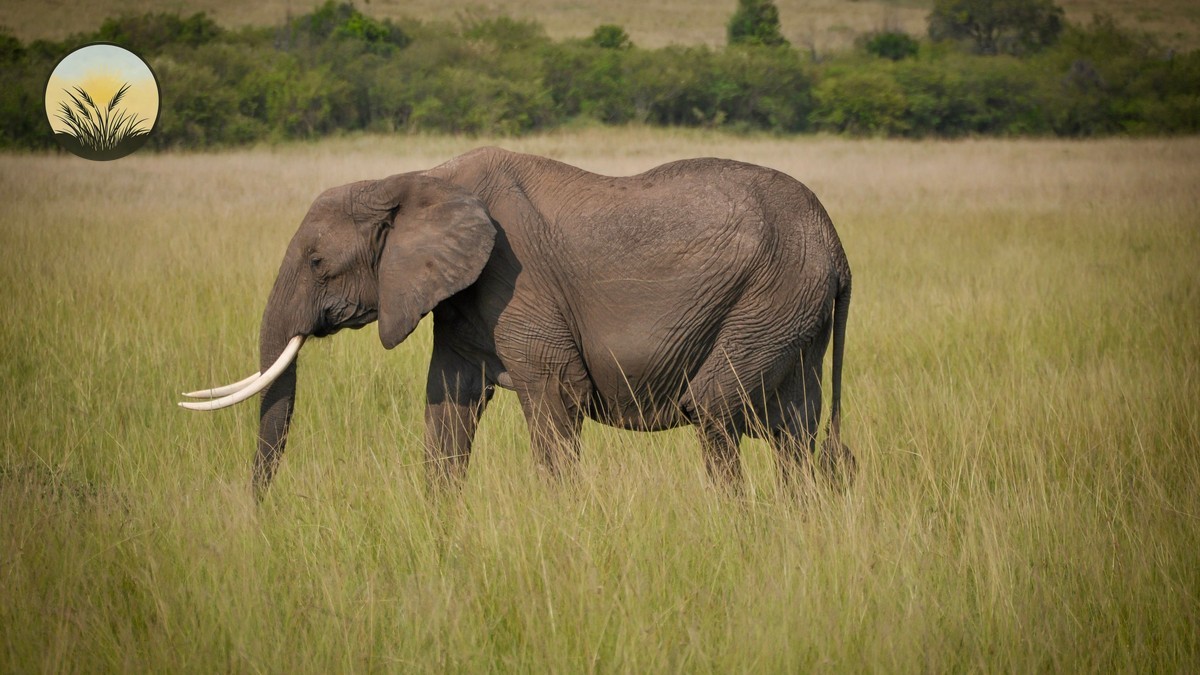 Naboisho vs Ol Kinyei Conservancy: Which Mara Stay Wins?