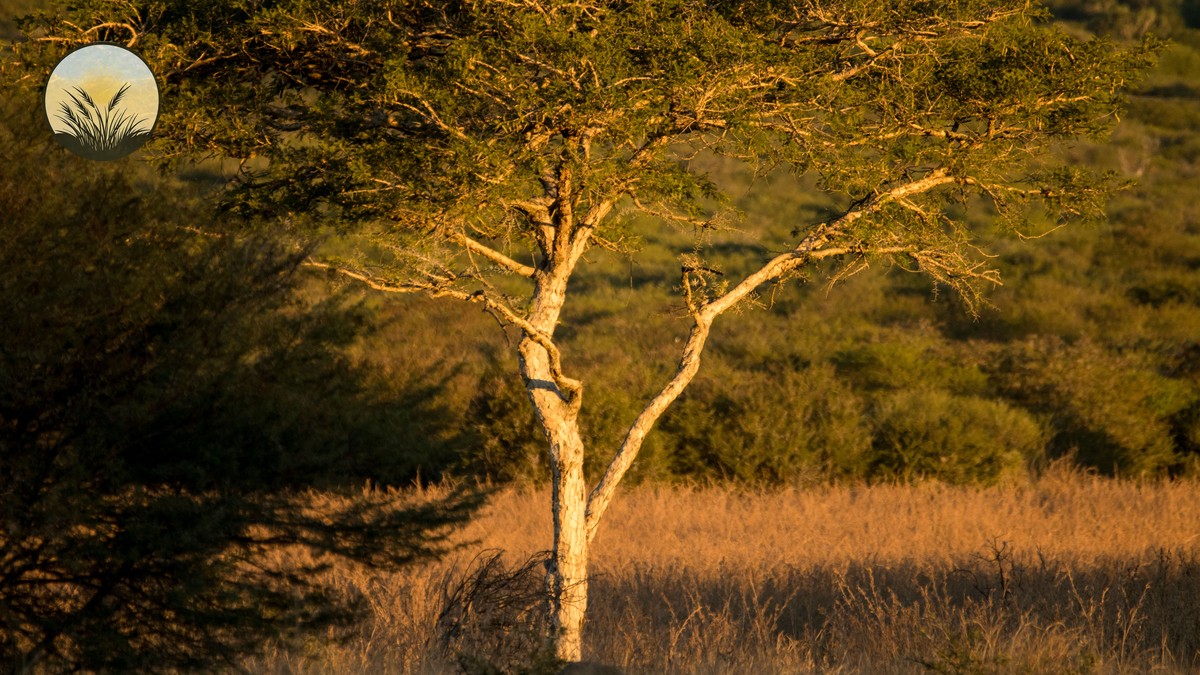Naboisho vs Ol Kinyei Conservancy: Which Mara Stay Wins? - photo 1