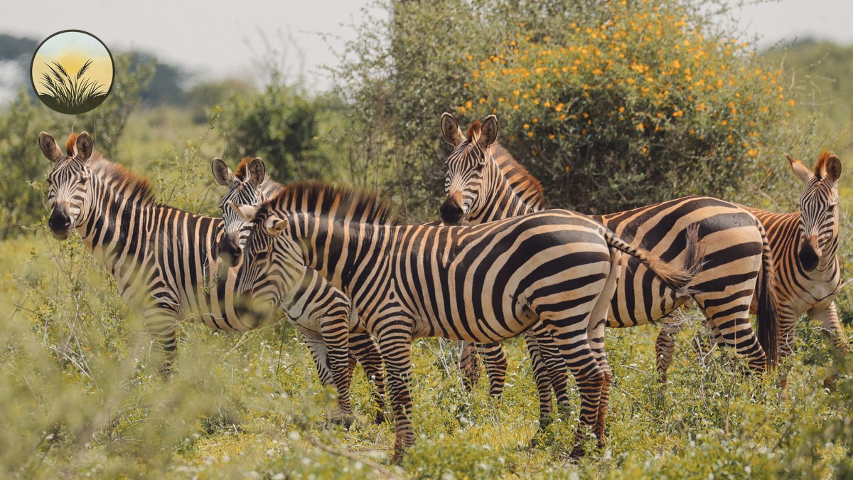 Naboisho vs Ol Kinyei Conservancy: Which Mara Stay Wins? - photo 2